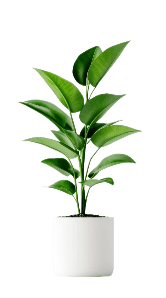 mystique mapple plant