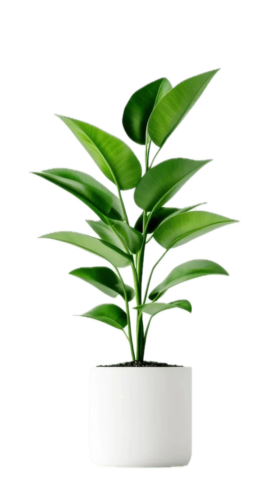 mystique mapple plant